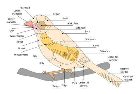 Bird Internal Anatomy Diagram