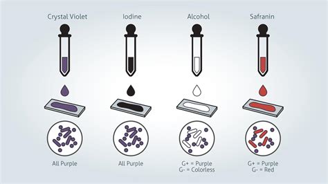 Gram Positive vs Gram Negative | Technology Networks