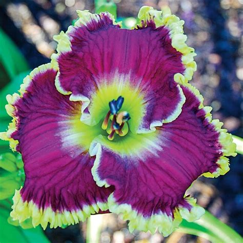 Spring Hill Nurseries Purple Mulberry Freeze Daylily Plant in 2.5-Quart Pot in the Perennials ...