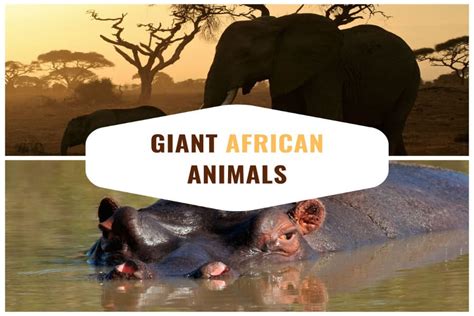 6 Giant Animals That Exist on the African Plains