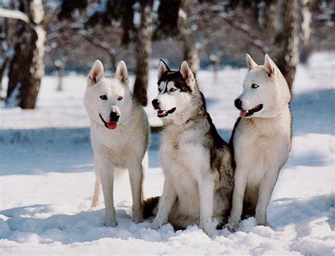 15 Best Dog Breeds for Hiking Buddies - Page 4 of 16 - OutwardOn.com