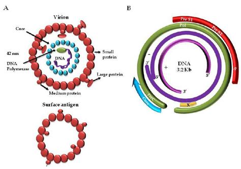 HBV virion and genome organization. A. Enveloped virion of 42 nm. The 3... | Download Scientific ...