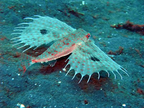 Flying gurnard in the sand photo | Deep sea life, Weird sea creatures, Deep sea creatures