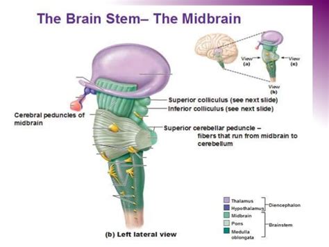 Cerebral Peduncle - Functions & Structure [ Complete Guide ]