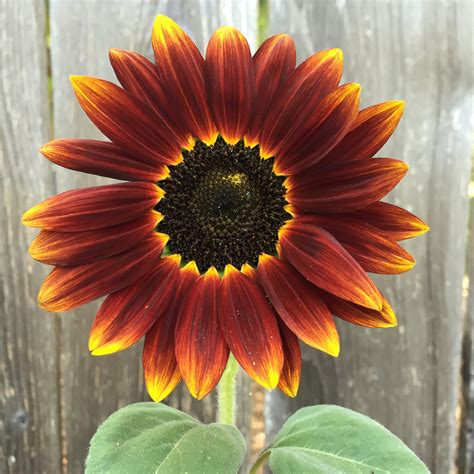 5 Stunning Sunflowers for Fall Gardens - Sunset Magazine