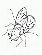 Fly Coloring Pages To Download And Print For Free sketch template