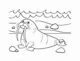Walrus Coloring Page sketch template