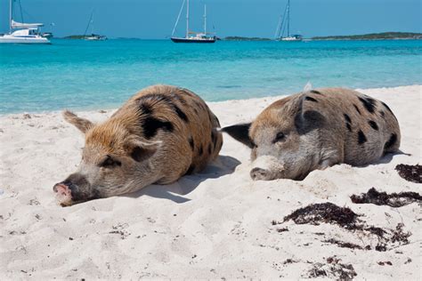 How to Get to Pig Island and the famous Swimming Pigs - Bahamas Air Tours