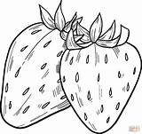 Printable Strawberry Coloring Page sketch template