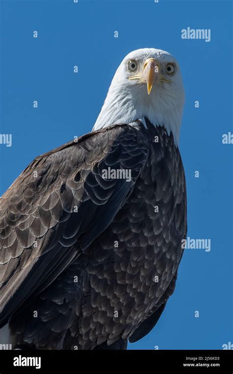 Bald Eagle portrait Stock Photo - Alamy