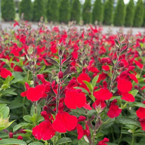 Salvia greggii 'Radio Red' - Autumn Sage, USPP #26,362 (4.5" Pot) | Little Prince To Go