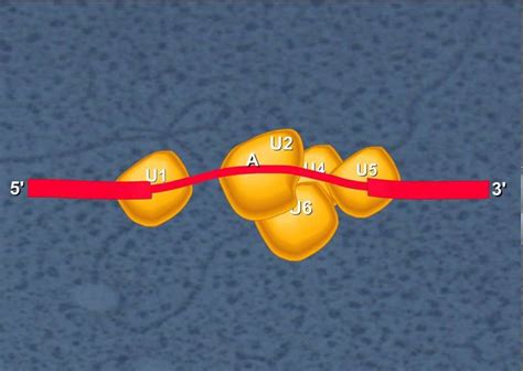 34 best images about Chapter 13: RNA and Protein Synthesis on Pinterest