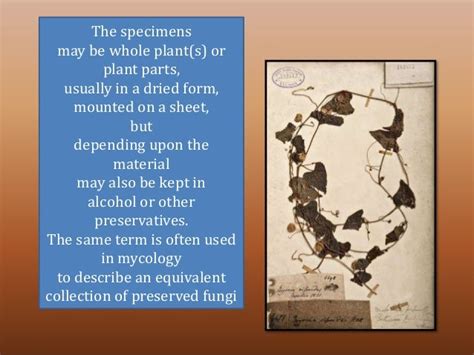 Herbarium Techniques