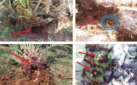 17. Typical red palm weevil (RPW) symptoms in date palm ( Phoenix... | Download Scientific Diagram