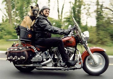 Image result for custom motorcycle dog carrier for large dog | Biker dog, Biking with dog, Dog ...