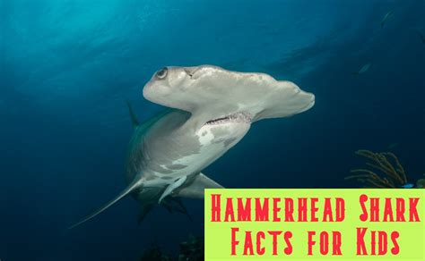 25 Amazing Hammerhead Shark Facts for Kids