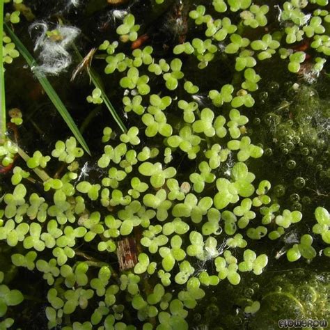 Lemna minor - Common Duckweed - Flowgrow Aquatic Plant Database