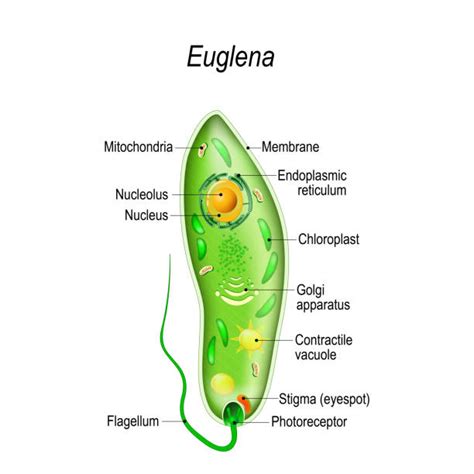 Photosynthesis Bacteria Illustrations, Royalty-Free Vector Graphics ...