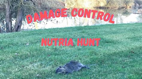 Nuisance Nutria. Hunting For A Property Owner. #nutriahunting #oregon # ...