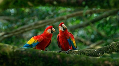 Birding Tours in Colombia for 2020/21 - Naturetrek