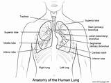 Anatomy Of The Human Lungs Coloring Page Printable sketch template