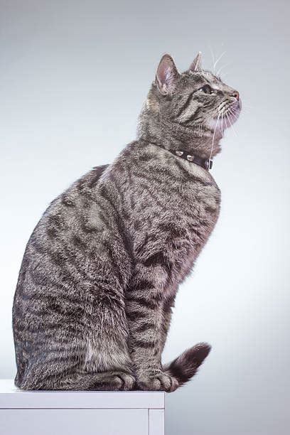 Best Kitty Sitting Sideways Stock Photos, Pictures & Royalty-Free Images - iStock