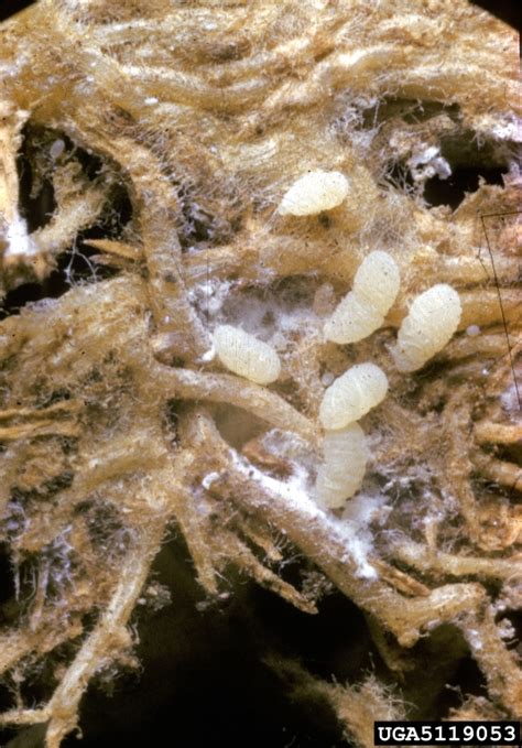 Mealybugs - indoors