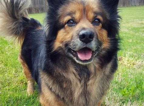 German Shepherd Corgi Mix Facts: Traits, Diet & Health Needs