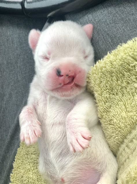 Monica the cleft palate puppy turned 10 days old today! : r/pics