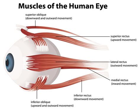 What is the Lateral Rectus? (with pictures)