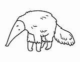 Anteater Oso Hormiguero Tamandua Colorir Bandeira Planse Colorat  sketch template