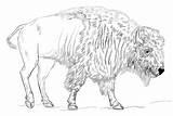Realistic Bison sketch template