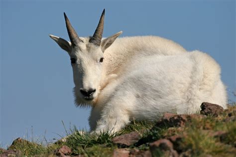 Mountain Goat: Mountain Goat World Record