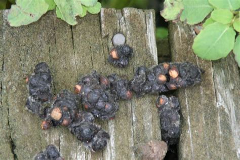 What Does Raccoon Poop Look Like? Raccoon Scat Identification - Animal Hype