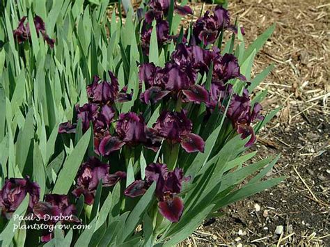 Dwarf Iris | Plants To Grow Plants Database by Paul S. Drobot