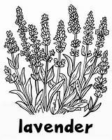 Lavender Coloring Pages sketch template