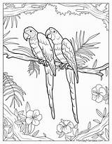 22 Parrot Coloring Pages Free PDF Printables sketch template