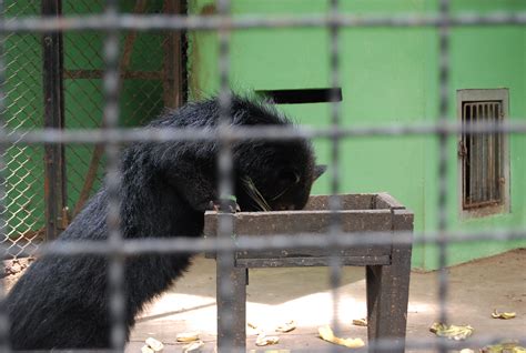 Free photo: Surabaya Zoo - Animal, Black, Cage - Free Download - Jooinn