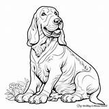 Basset Hound Coloring Pages  Free & Printable sketch template