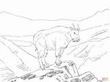 North America Mountain Goat coloring Page  Free Printable Coloring Pages sketch template