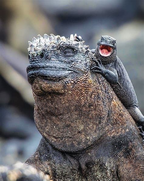 📷 Amazing Animal Pics on Instagram: “Marine Iguanas from the Galapagos ...