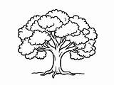 Oak Tree Coloring Magic  Page sketch template