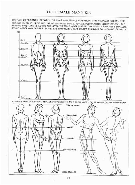 Approaching Anatomy: Loomis | Sessions College