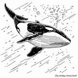 Killer Whale Coloring Pages To Print sketch template