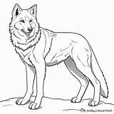 Wolf Coloring Pages  Free & Printable In 2024 Cute coloring sketch template