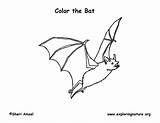 Bat Coloring Page sketch template