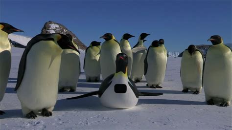 The Spy Penguin | PBS LearningMedia