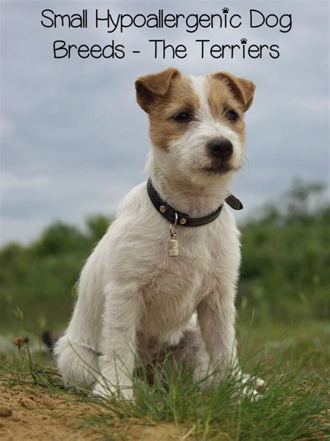 Small Hypoallergenic Dog Breeds - Terriers - DogVills