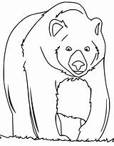 25 Free Bear Coloring Pages For Kids And Adults  Blitsy sketch template