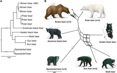 Most bear species capable of hybridization, research shows - UPI.com